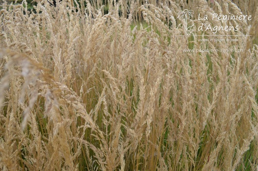 Calamagrostis varia