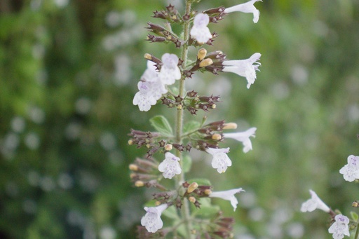 Calamintha nepeta 'Blue Cloud Strain'