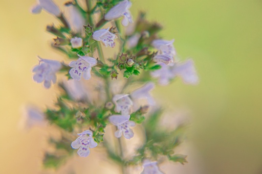 Calamintha nepeta 'Triumphator'