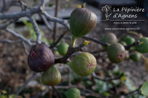 Ficus carica 
