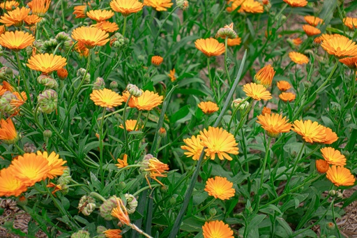 Calendula officinalis