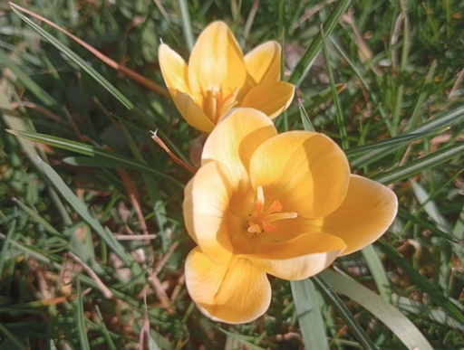 Crocus botanique 'Cream Breauty'