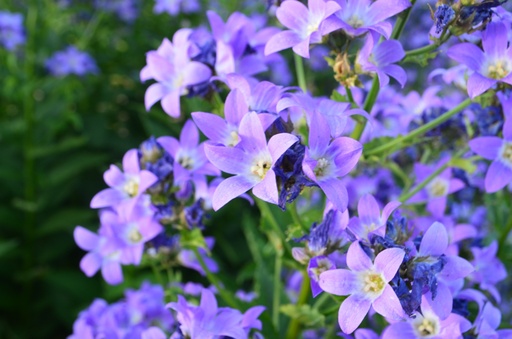 Campanula lactiflora 'Prichard's Variety'
