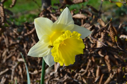 Narcissus à grandes couronnes ‘Ice Follies’ 