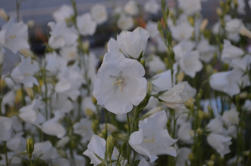 Campanula persicifolia 'Alba'
