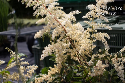 Astilbe arendsii (x) 'Brautschleier'