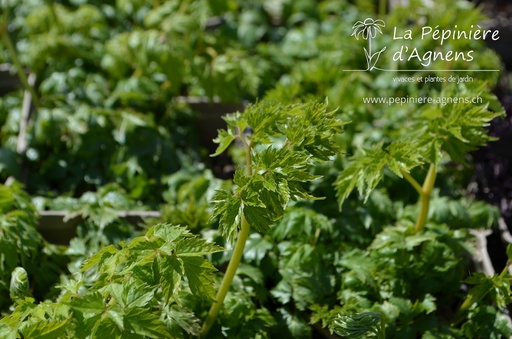 Actaea simplex 'White Pearl'