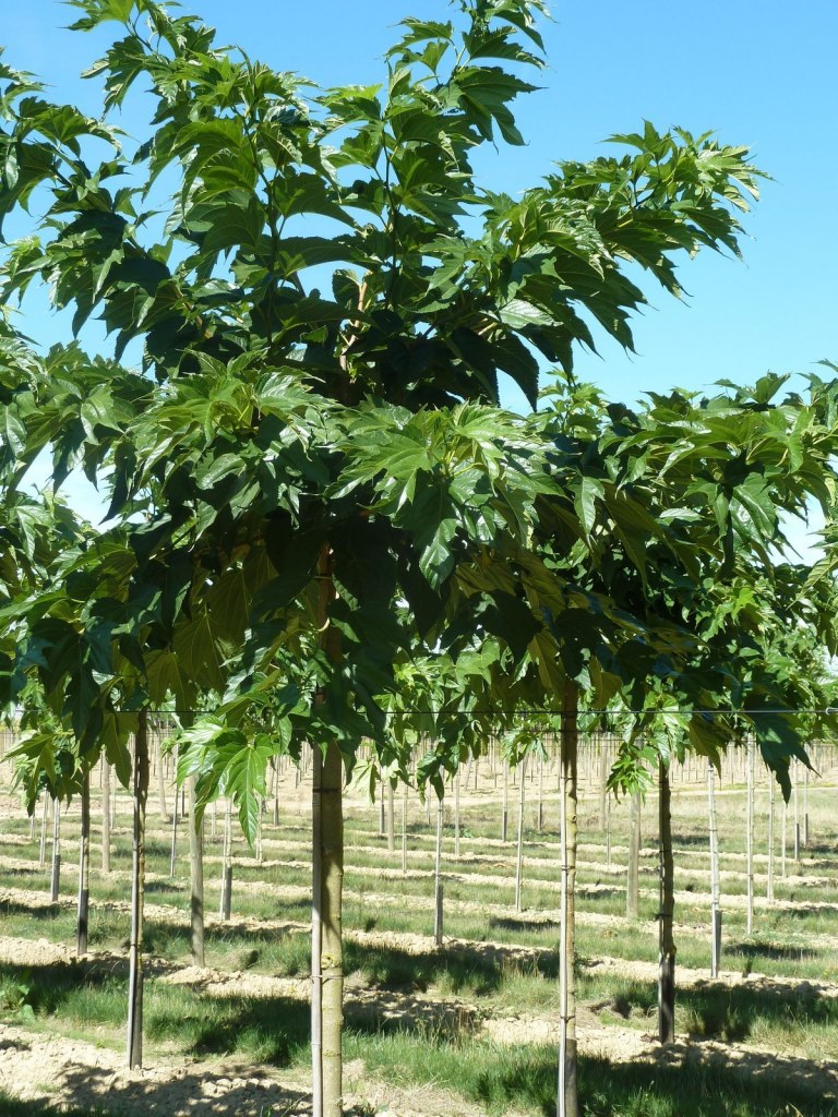Morus alba