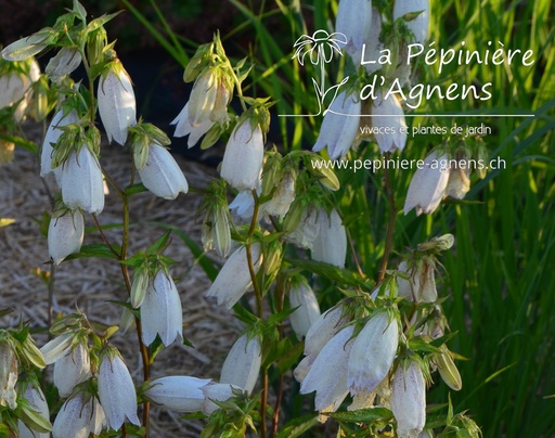 Campanula takesimana 'Alba'