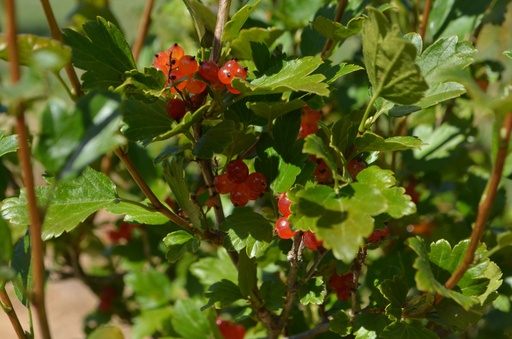 Ribes alpinum
