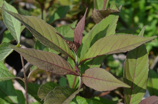 Callicarpa bodinieri 'Pearl Glam'
