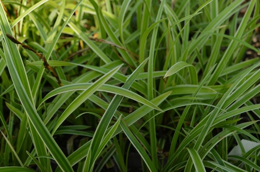 Carex morrowii 'Ice Dance'