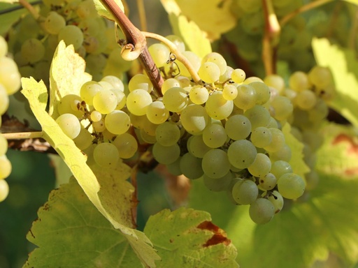 Vitis (Raisin sans pépin) 'Suzi'