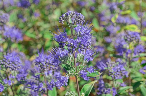 Caryopteris clandonensis 'Heavenly Blue'