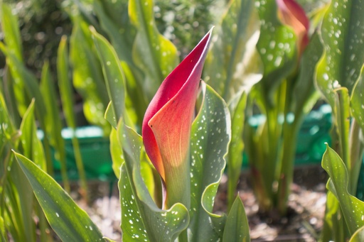 Zantedeschia 'Morning Sun'