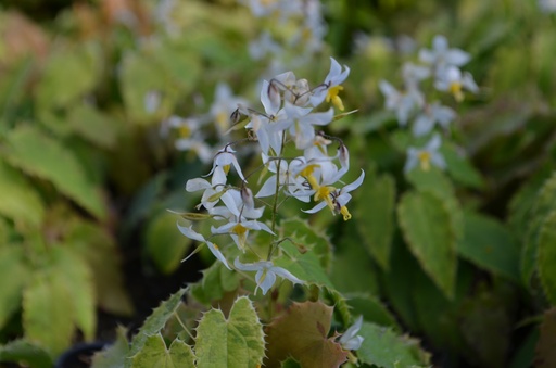 Epimedium stellatum 'Long Leaf Form'