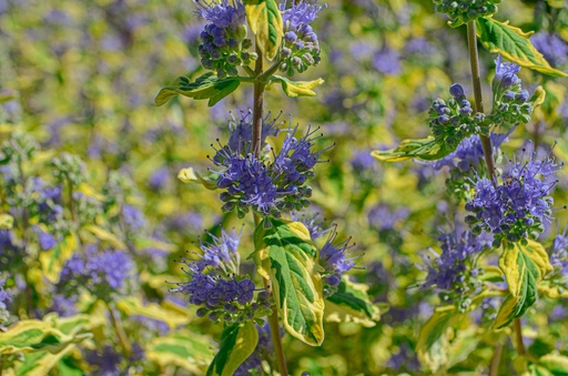 Caryopteris clandonensis 'Summer Sorbet'