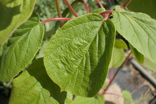 Actinidia deliciosa 'Hayward' (Kiwi femelle) 