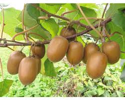 Kiwi femelle 'Hayward'
