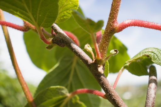 Actinidia deliciosa 'Tomuri' (Kiwi mâle)