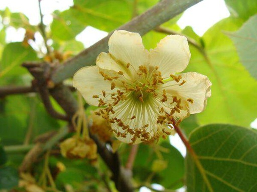 Kiwi mâle 'Tomuri'