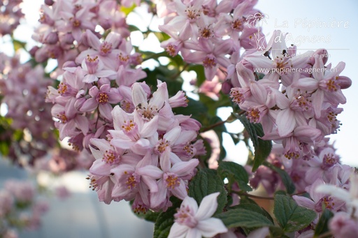 Deutzia crenata 'Tourbillon Rouge'