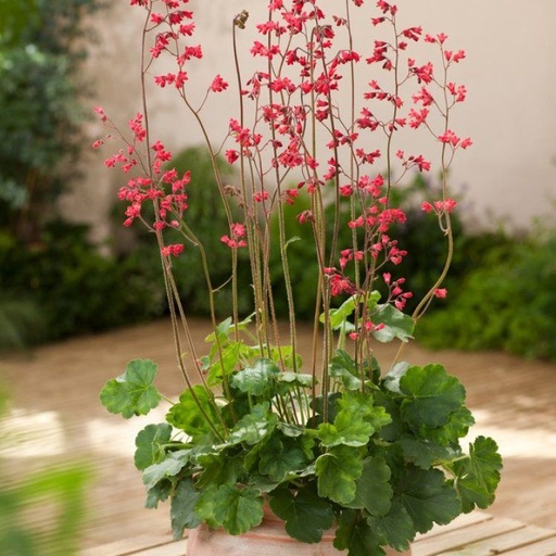 Heuchera x brizoides 'Pluie de Feu'
