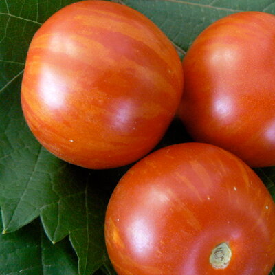 Tomate à fruits moyens 'Tiger Tom'