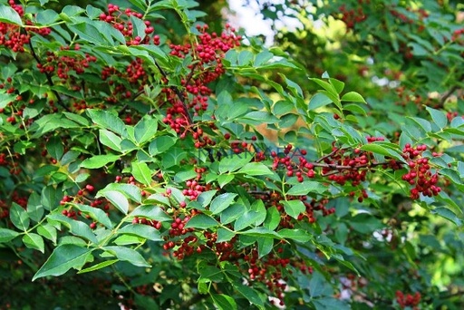 Zanthoxylum piperitum