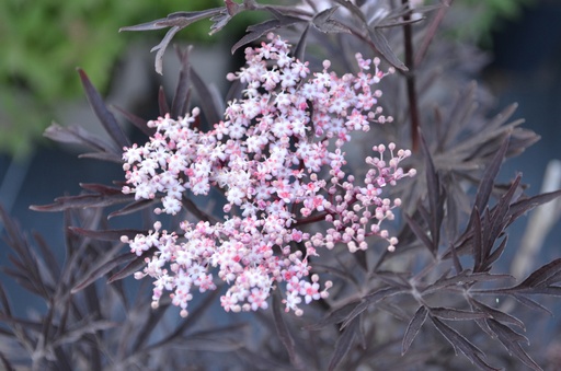 Sambucus nigra 'Black Lace'