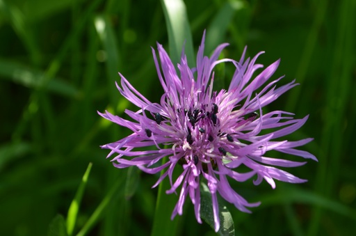 Centaurea jacea