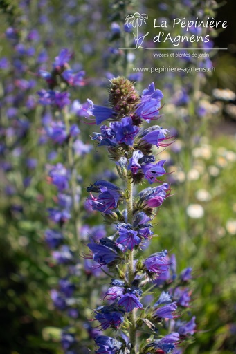 Assortiment prairie indigène soleil (1m²)