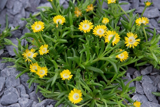 Delosperma 'Jewel of Desert Peridott'