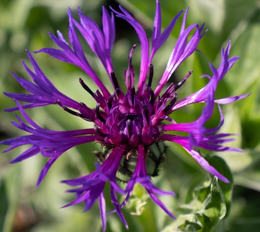 Centaurea montana
