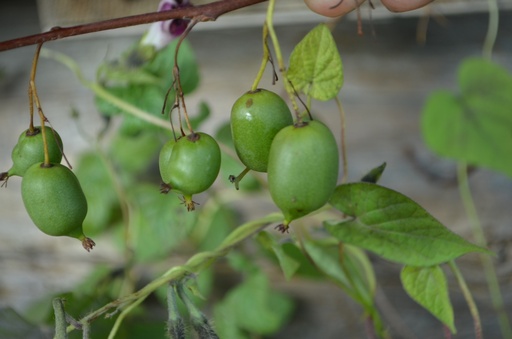 Actinidia arguta 'Issai' (Mini Kiwi)