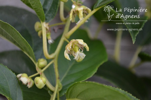 Actinidia arguta 'Issai' (Mini Kiwi)