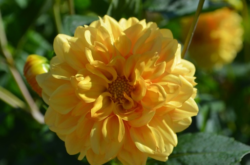 Dahlia décoratif 'Golden Sceptre'