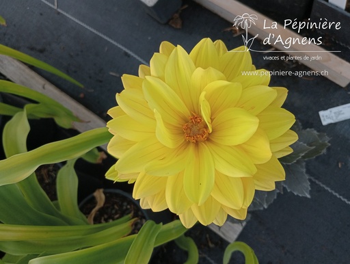 Dahlia décoratif 'Golden Sceptre'