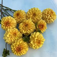Dahlia décoratif 'Golden Sceptre'