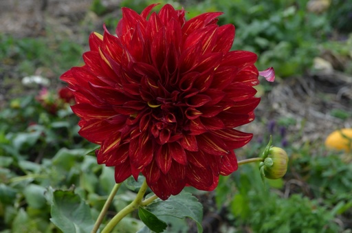 Dahlia 'Arabian Night'