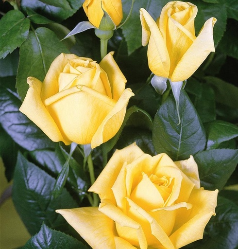 Rosa arbustif 'Landora'