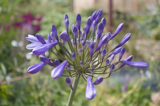 Agapanthus hybride 'Blue Triumphator'