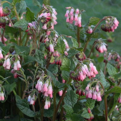 Symphytum grandiflorum 'Hidcote Pink'