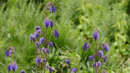 Salvia nutans