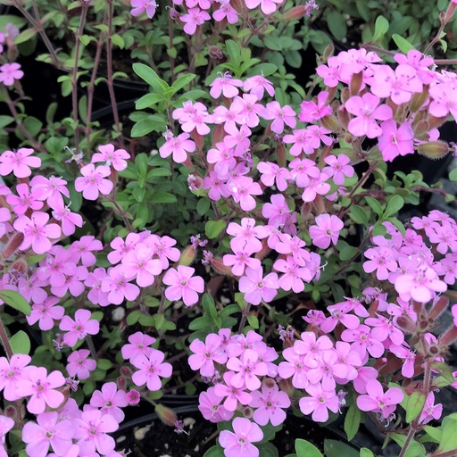 Saponaria ocymoides
