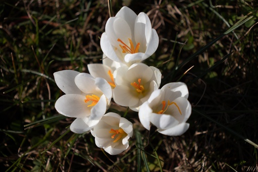 Crocus grande fleurs ‘Jeanne d’Arc’