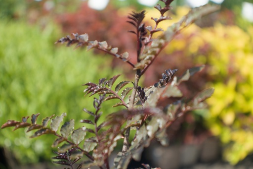 Zanthoxylum piperitum 'Black Magic'