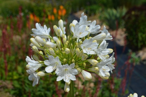Agapanthus hybride 'Polar Ice'