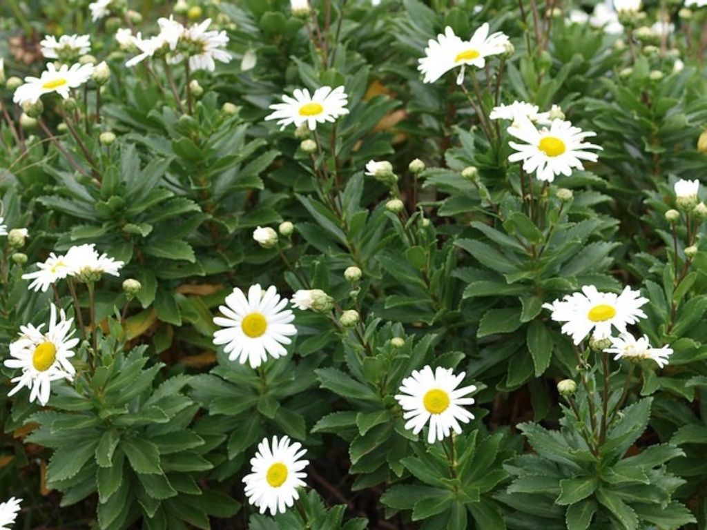 Chrysanthemum nipponicum