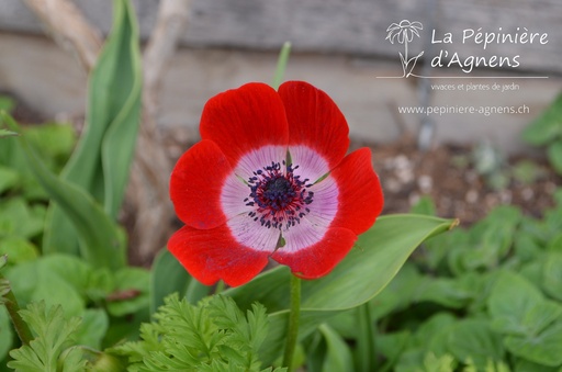 Anemone coronaria 'Hollandia'